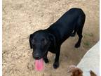 Adopt Andi a Black Labrador Retriever / Mixed dog in Nashville, TN (37817276)