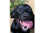 Adopt Amos a Black - with White Labrador Retriever / Mixed dog in Nashville