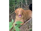 Adopt Frederick a Tan/Yellow/Fawn Labrador Retriever / Hound (Unknown Type) /