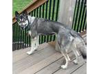 Adopt Shiva a Gray/Silver/Salt & Pepper - with Black Husky / Mixed Breed