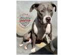 Adopt Jamie a Gray/Silver/Salt & Pepper - with White Pit Bull Terrier / Mixed