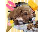 Adopt Caramel--Still available 1/23 a Tan/Yellow/Fawn - with White Hound