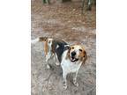 Adopt Kay Kay a Treeing Walker Coonhound / Mixed Breed (Medium) / Mixed dog in