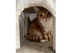 Adopt Jupiter a Domestic Shorthair / Mixed (short coat) cat in Portland