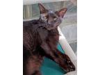 Adopt Holly a Domestic Shorthair / Mixed (short coat) cat in Ft.