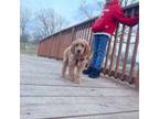 Golden doodle puppy