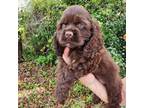 Cocker Spaniel Puppy for sale in Brooksville, FL, USA