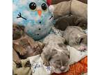 Bulldog Puppy for sale in Naperville, IL, USA