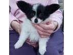 Papillon Puppy for sale in Forsyth, GA, USA