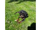 Cavalier King Charles Spaniel Puppy for sale in Sedalia, MO, USA