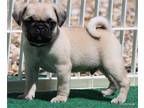 AKC Pug Puppies in Texas
