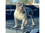 Olde Bulldog Puppy for sale in Buckeye, AZ, USA