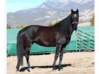 Black APSL Lusitano Mare