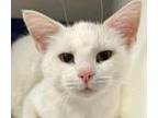 Adopt Snowball a Siamese, Domestic Short Hair