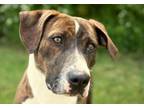 Adopt Nina a Mountain Cur