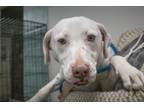 Adopt Dottie a Plott Hound, Labrador Retriever