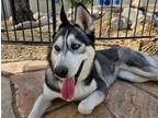 Adopt SHASTA a Siberian Husky