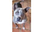 Adopt NOVA a Staffordshire Bull Terrier