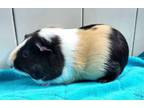 Adopt Rachel a Guinea Pig