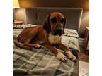 Adopt LUCY a Redbone Coonhound
