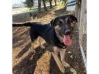 Adopt Greta a Anatolian Shepherd