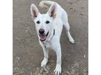 Adopt Delaney Aka Roxy a Husky, White German Shepherd