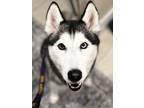 Adopt Lacie a Siberian Husky