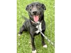 Adopt Jolie a Labrador Retriever, McNab