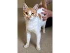 Adopt Taffy a Domestic Short Hair