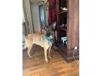 Adopt Joelle a German Shepherd Dog, Belgian Shepherd / Malinois