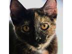 Adopt Ember - Affectionate and Playful! a Domestic Short Hair
