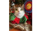 Adopt Holly a Domestic Short Hair