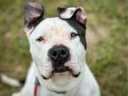 Adopt DAISY a Mixed Breed, Staffordshire Bull Terrier