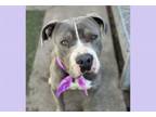 Adopt SWEET PEA a Pit Bull Terrier, Mixed Breed