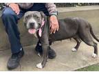 Adopt LOVEY a Pit Bull Terrier