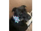 Adopt Queenie the Tripawd a Labrador Retriever, Black Labrador Retriever