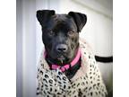 Adopt Shae a Pit Bull Terrier