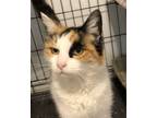 Adopt Jade a Calico