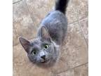 Adopt Tamara 2023 aka Debbie a Domestic Medium Hair, Russian Blue