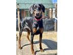 Adopt EVA a Doberman Pinscher