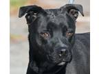Adopt #322 Wanda a Black Labrador Retriever, Pit Bull Terrier