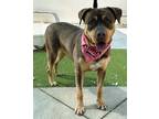 Adopt ALTHEA a American Staffordshire Terrier