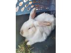 Adopt Jasper a White Californian (short coat) rabbit in Melbourne, FL (37670894)