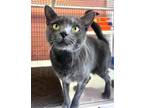 Adopt SARONG a Domestic Short Hair