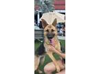 Adopt Super Nova a German Shepherd Dog