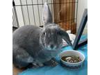 Adopt Riker a Other/Unknown / Mixed rabbit in Richmond, CA (35374444)