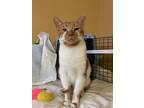 Adopt Murdock a Orange or Red (Mostly) Domestic Shorthair (short coat) cat in
