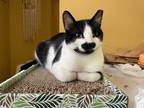 Adopt Tony a Black & White or Tuxedo Domestic Shorthair (short coat) cat in