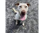 Adopt Mavis a White - with Tan, Yellow or Fawn Pointer / Pit Bull Terrier /