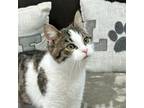 Adopt Montana a Domestic Short Hair